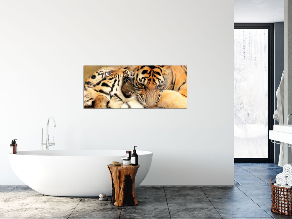 Zwei junge Tiger beim Kämpfen, Glasbild Panorama