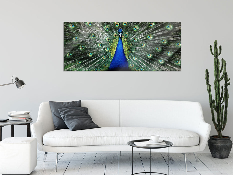 Schöner Pfau mit seinem Gefieder, Glasbild Panorama