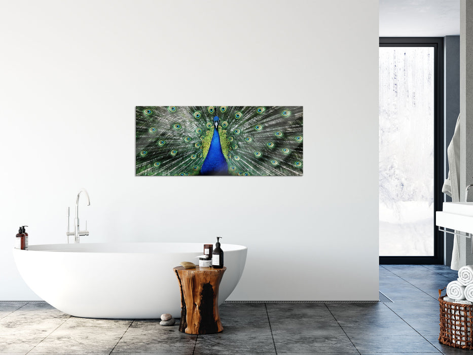 Schöner Pfau mit seinem Gefieder, Glasbild Panorama