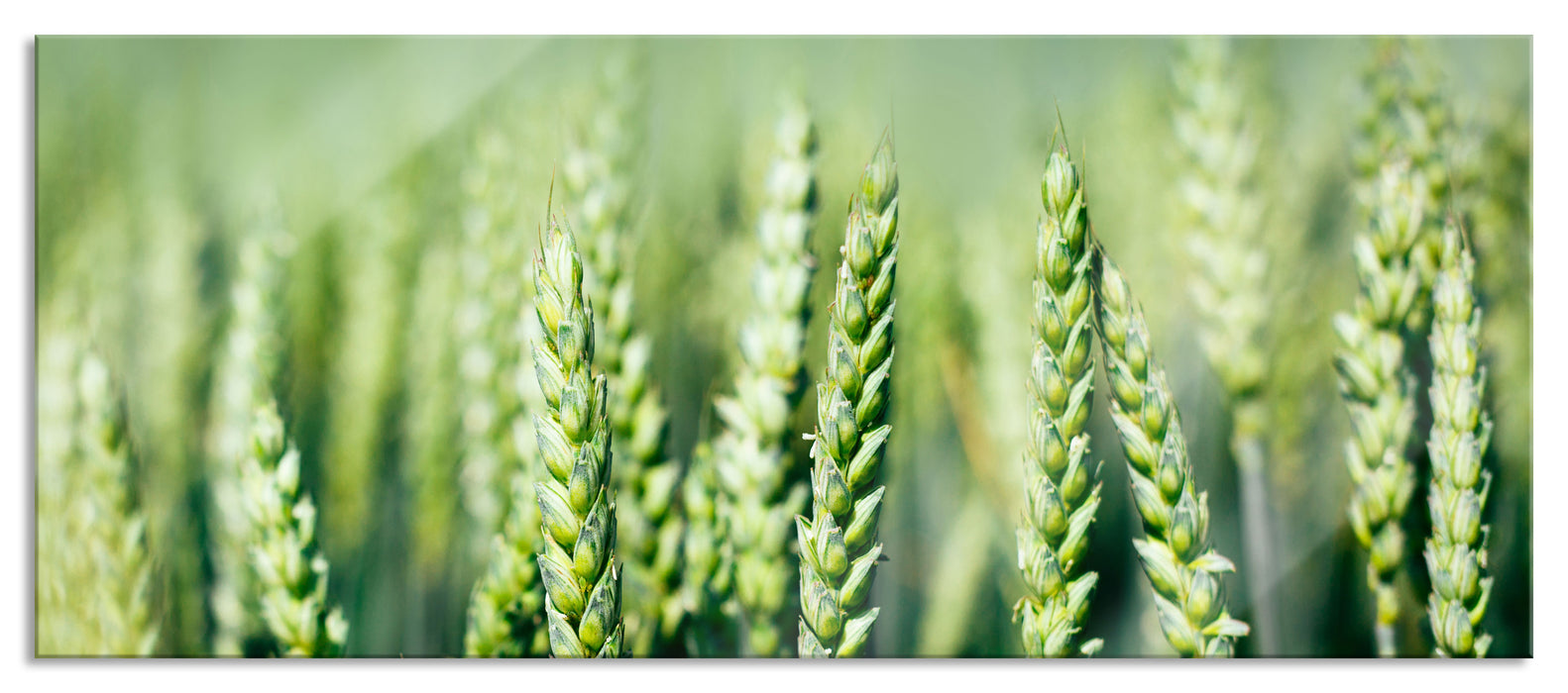 Pixxprint Grüne Weizen auf dem Feld, Glasbild Panorama