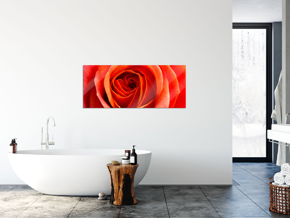 Detaillierte rote Rosenblüte, Glasbild Panorama