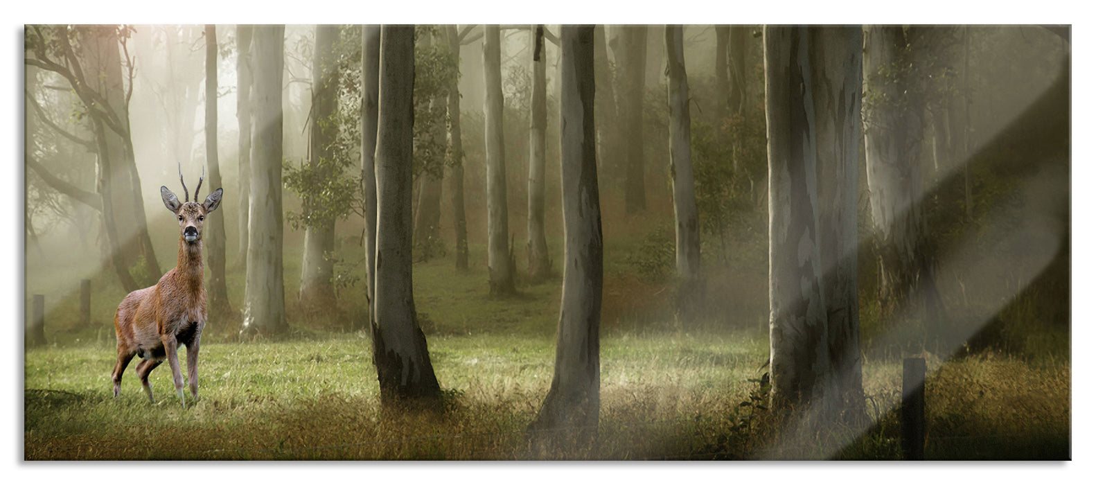 Pixxprint Hirsch im Wald, Glasbild Panorama