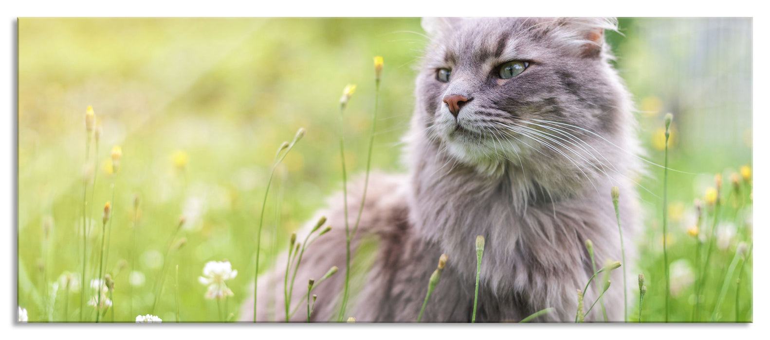 Pixxprint Katze in der Wildnis, Glasbild Panorama