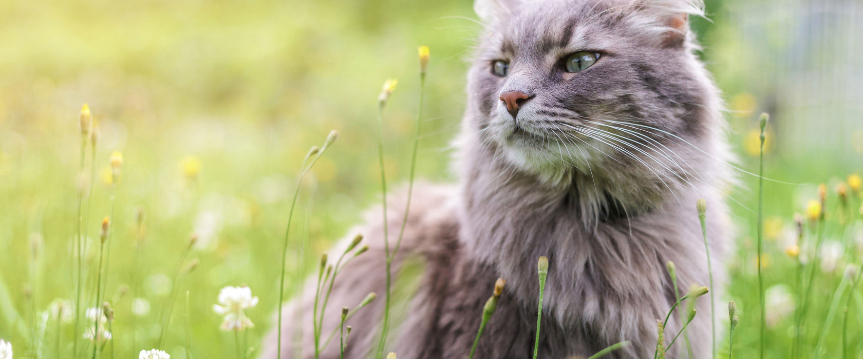 Katze in der Wildnis, Glasbild Panorama