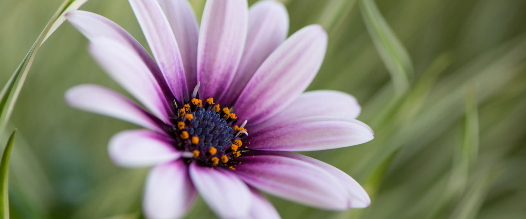 Blume in der Natur, Glasbild Panorama