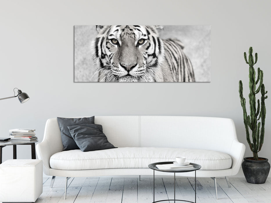 Anmutiger Tiger in, Glasbild Panorama