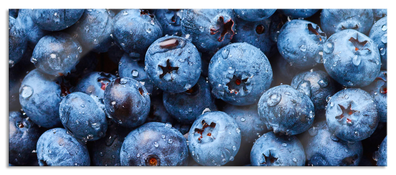 Pixxprint Blaubeeren mit Wassertropfen, Glasbild Panorama