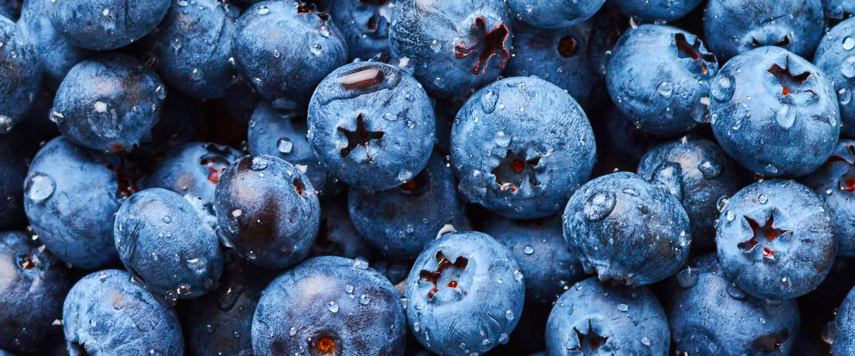 Blaubeeren mit Wassertropfen, Glasbild Panorama