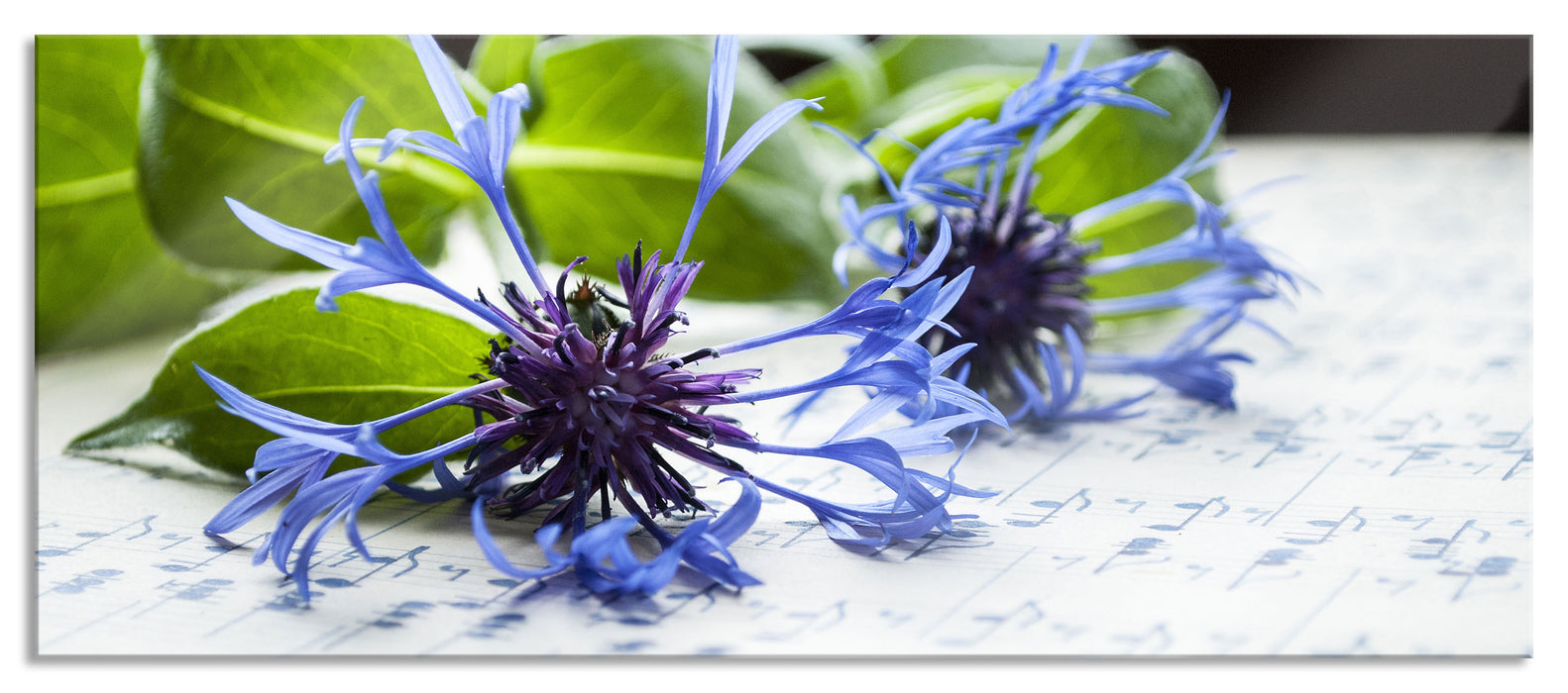 Pixxprint Notenblatt mit Kornblume, Glasbild Panorama