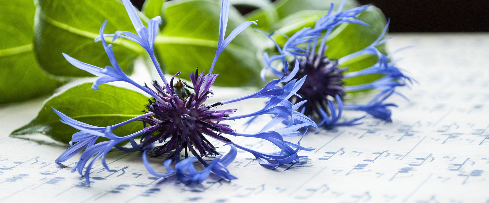 Notenblatt mit Kornblume, Glasbild Panorama