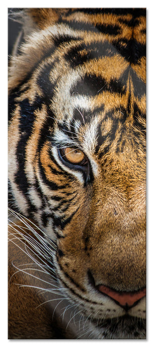 Pixxprint Tiger mit hellbraunen Augen, Glasbild Panorama