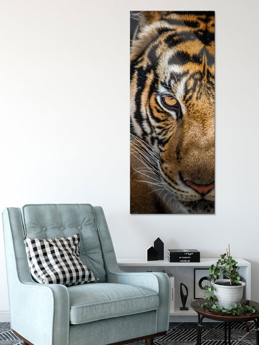 Tiger mit hellbraunen Augen, Glasbild Panorama