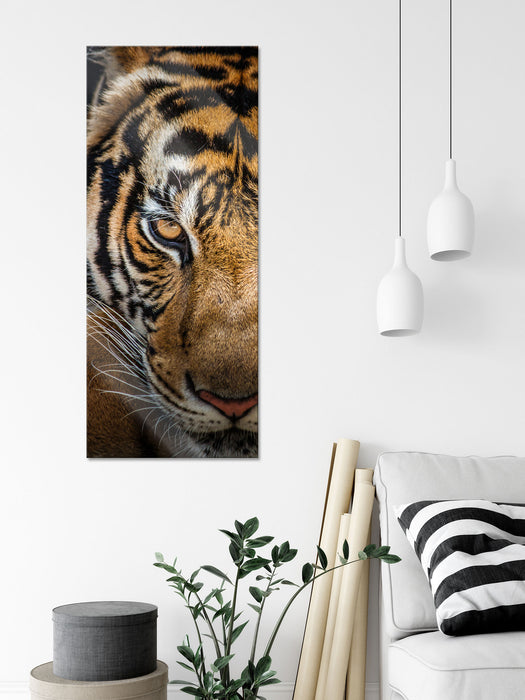 Tiger mit hellbraunen Augen, Glasbild Panorama