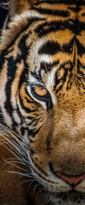 Tiger mit hellbraunen Augen, Glasbild Panorama