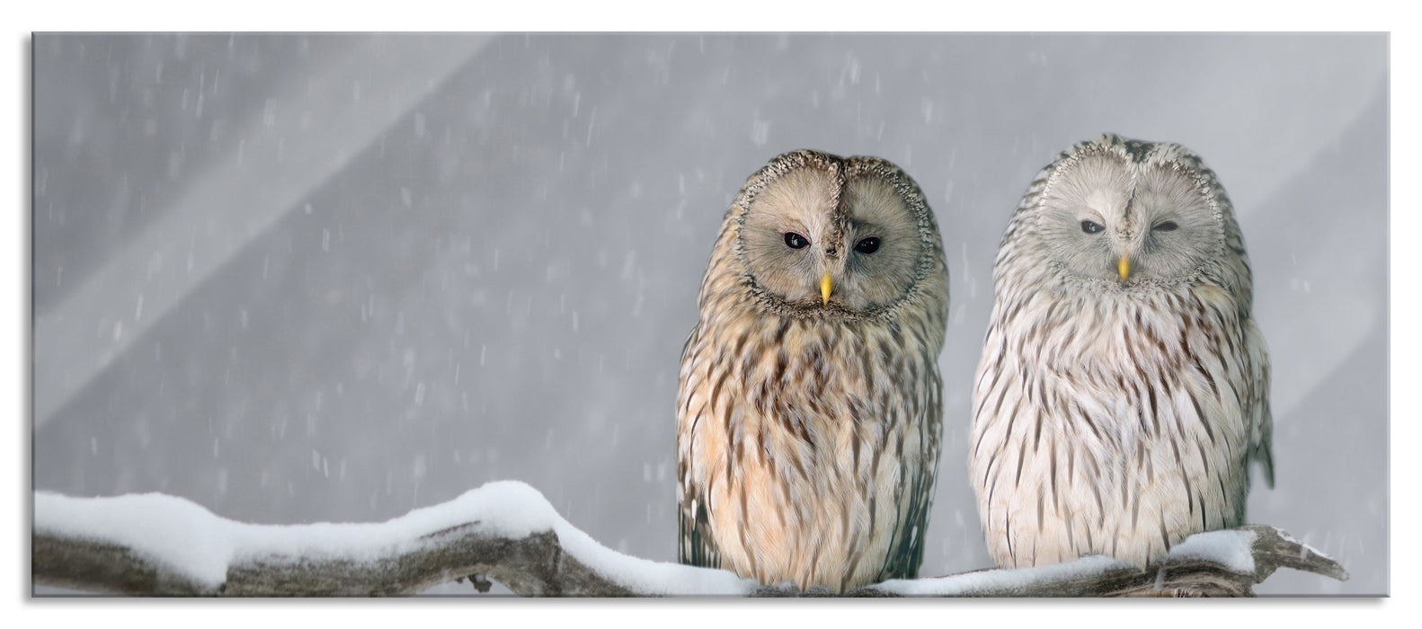 Pixxprint Zwei Eulen in Winterlandschaft, Glasbild Panorama