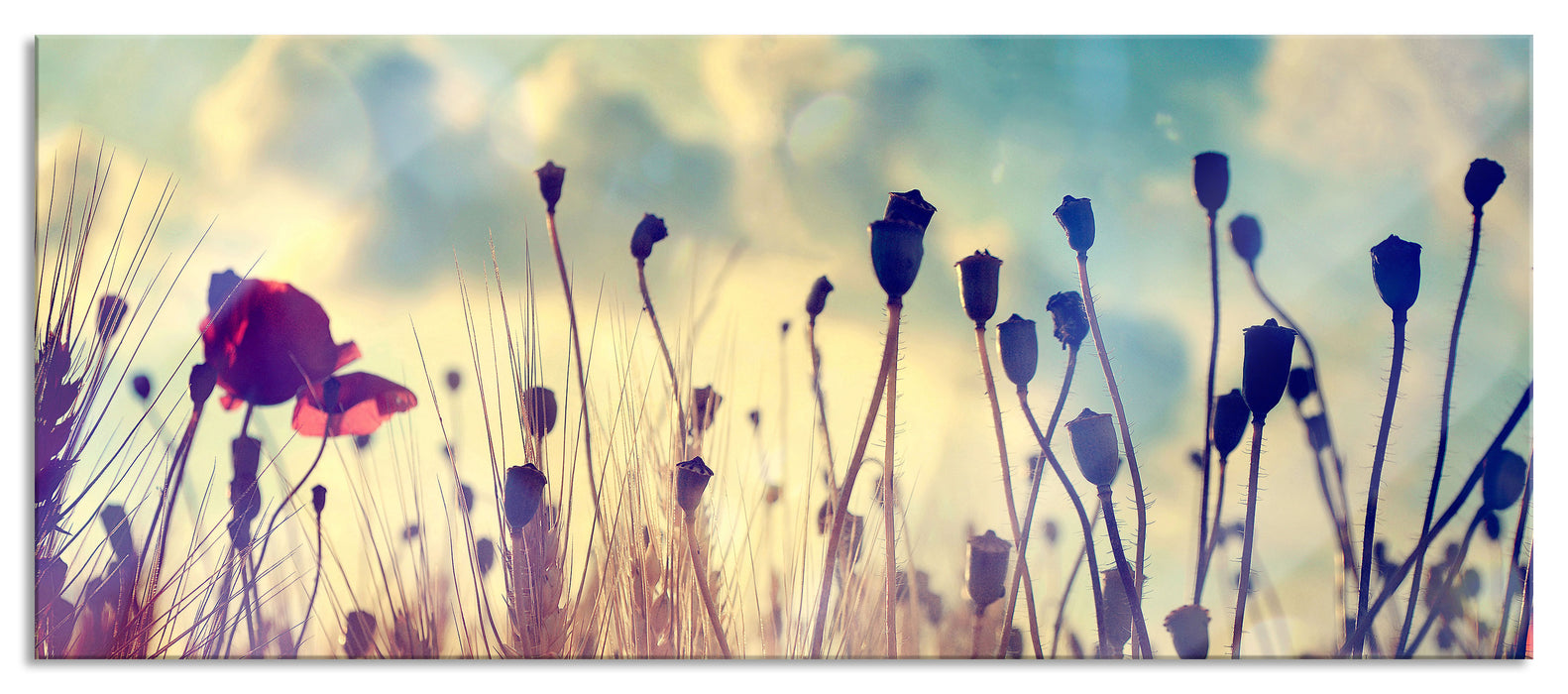 Pixxprint Mohn im Weizenfeld, Glasbild Panorama