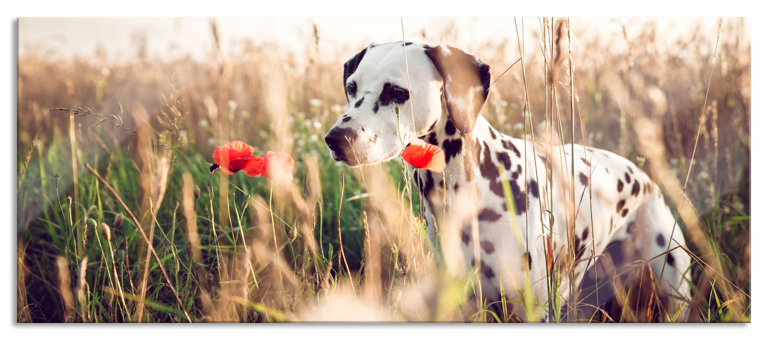 Pixxprint Neugieriger Hund im Feld, Glasbild Panorama