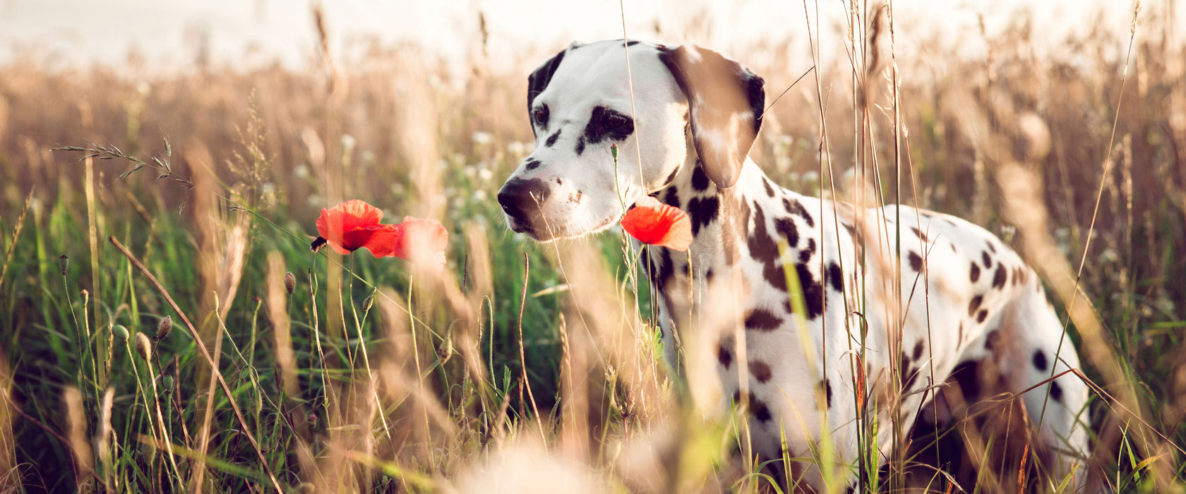 Neugieriger Hund im Feld, Glasbild Panorama