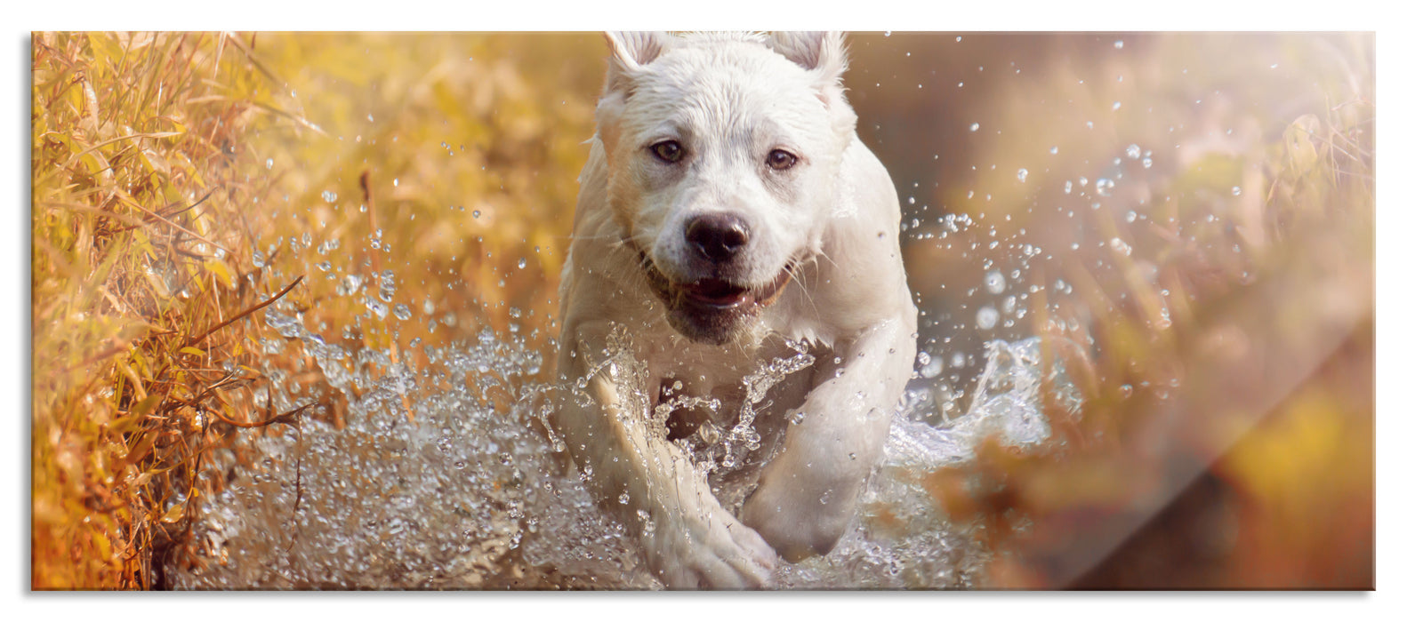 Pixxprint Labrador-Welpe im Wasser, Glasbild Panorama