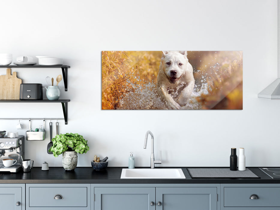 Labrador-Welpe im Wasser, Glasbild Panorama