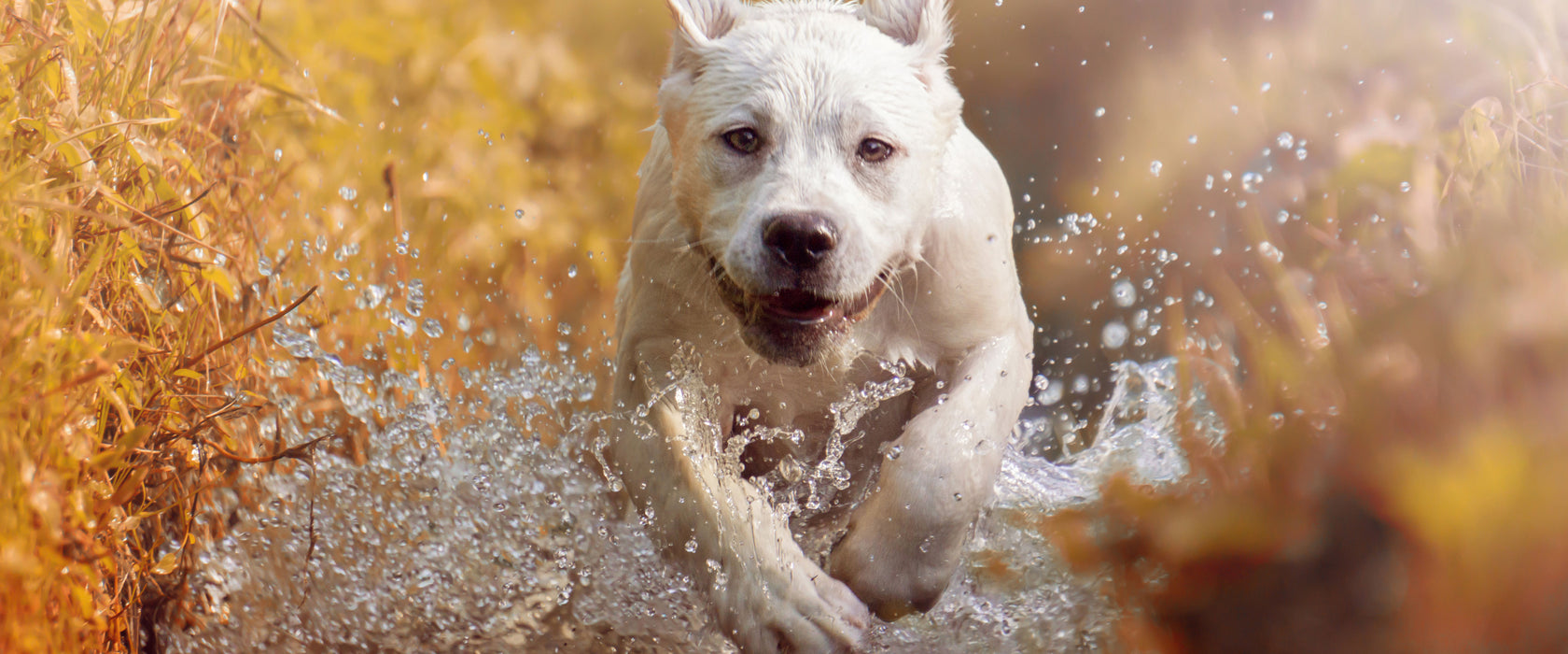 Labrador-Welpe im Wasser, Glasbild Panorama