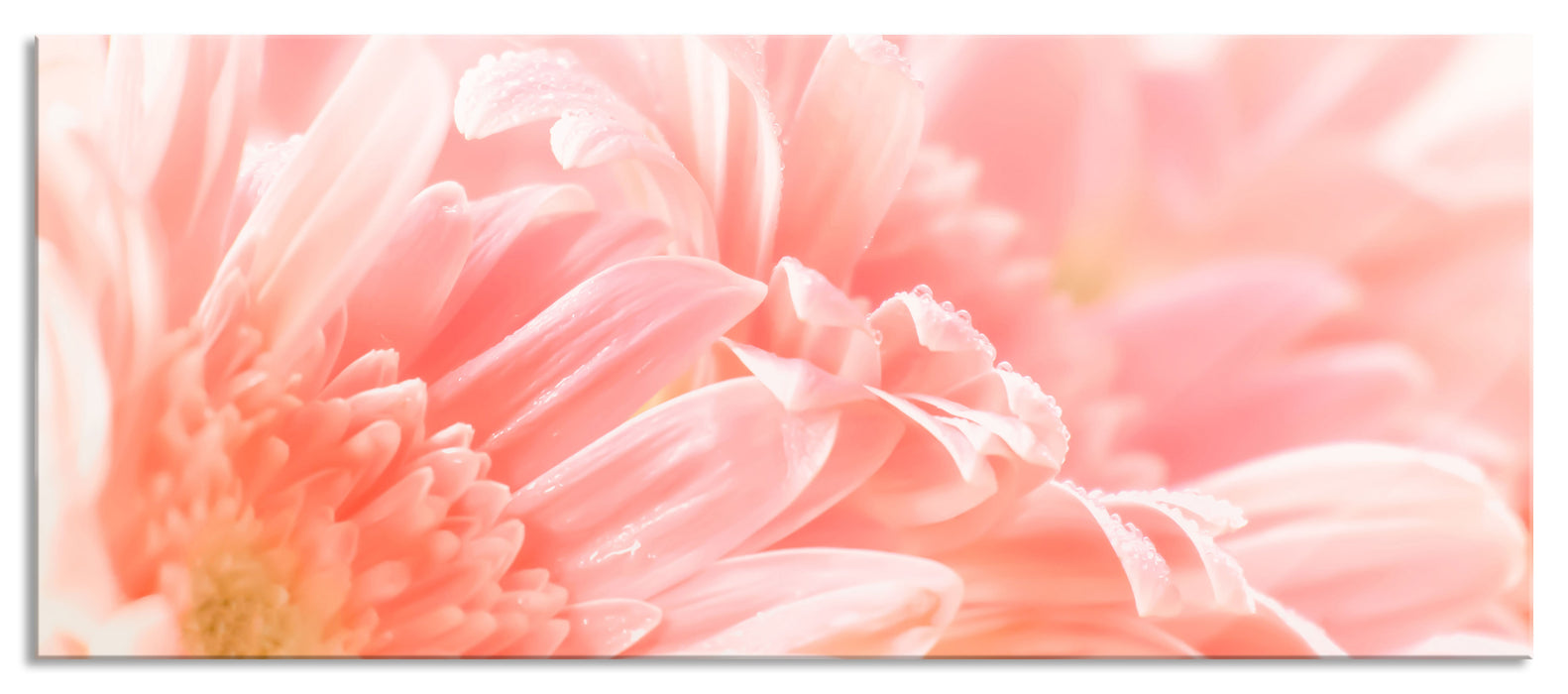 Pixxprint Gerbera Blume, Glasbild Panorama