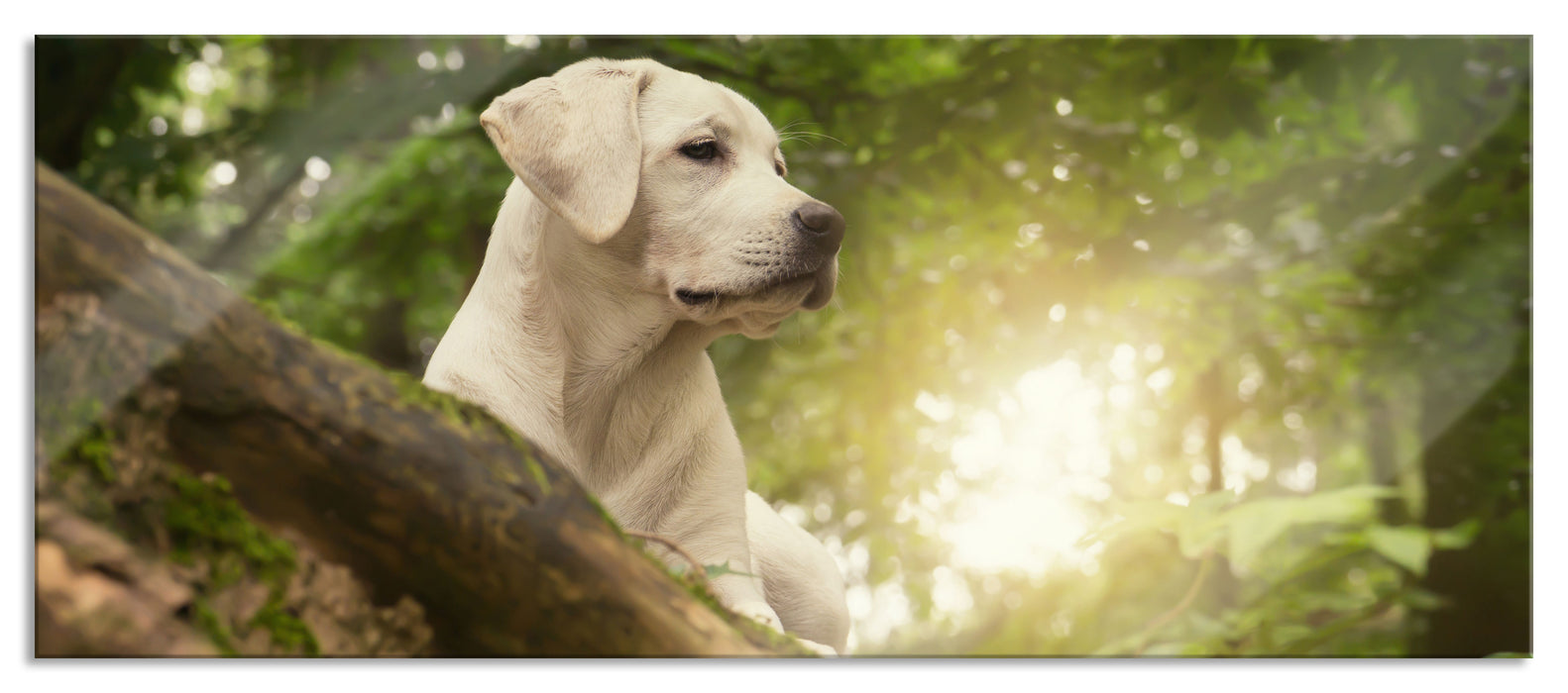 Pixxprint Labrador Welpe im Wald, Glasbild Panorama