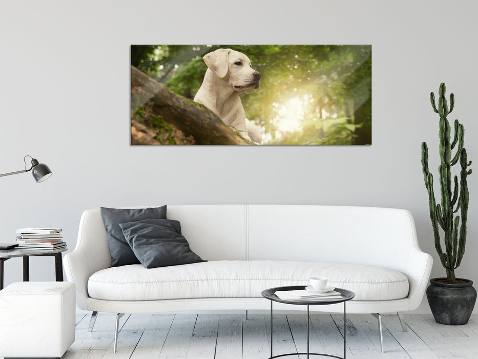 Labrador Welpe im Wald, Glasbild Panorama