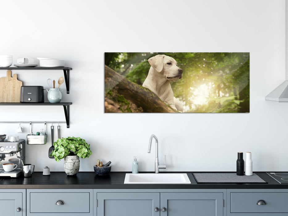 Labrador Welpe im Wald, Glasbild Panorama