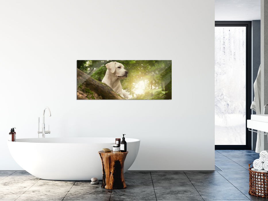 Labrador Welpe im Wald, Glasbild Panorama