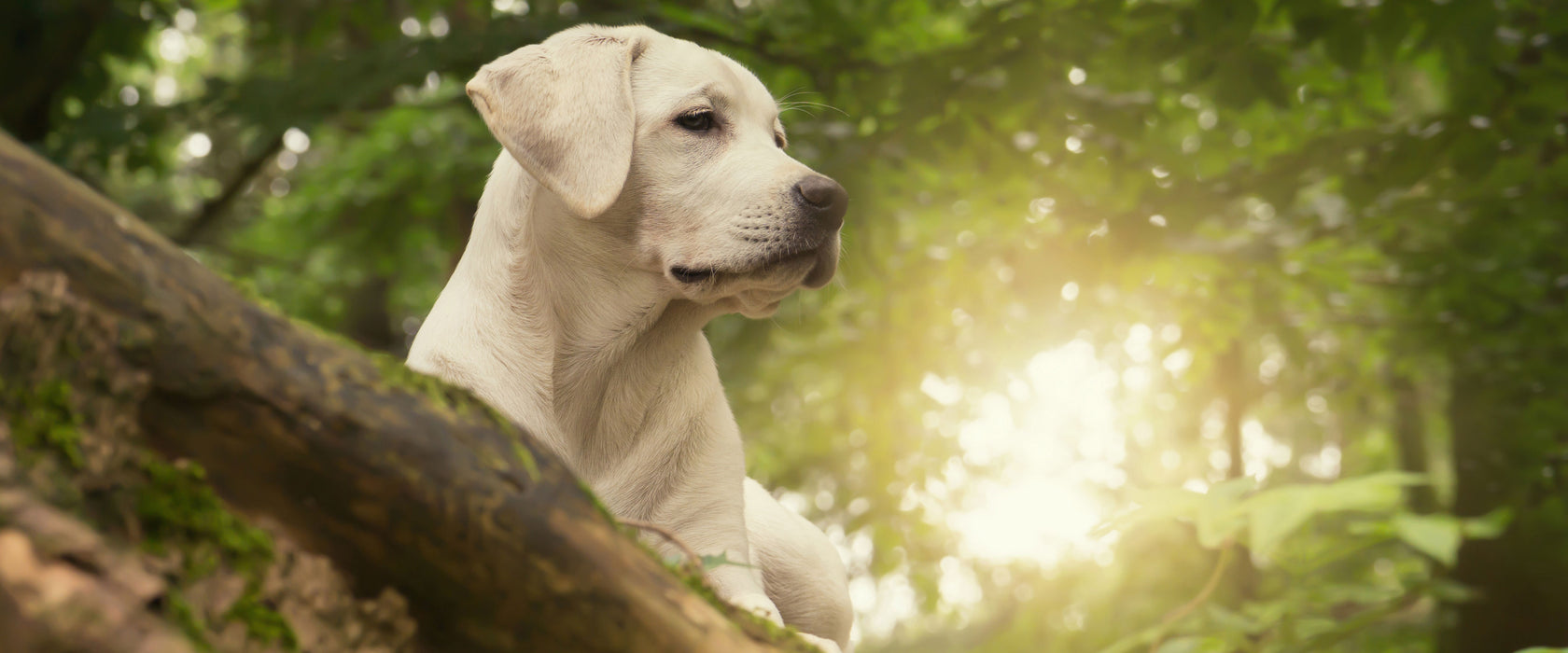 Labrador Welpe im Wald, Glasbild Panorama