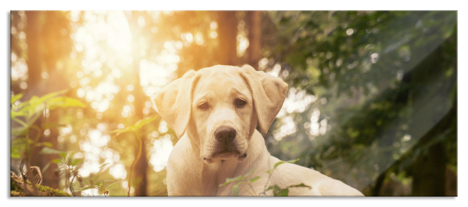 Pixxprint Hund im Wald bei Sonneuntergang, Glasbild Panorama