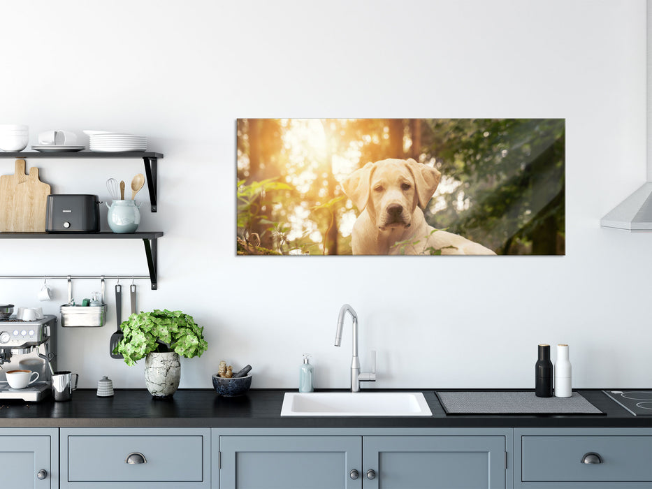 Hund im Wald bei Sonneuntergang, Glasbild Panorama