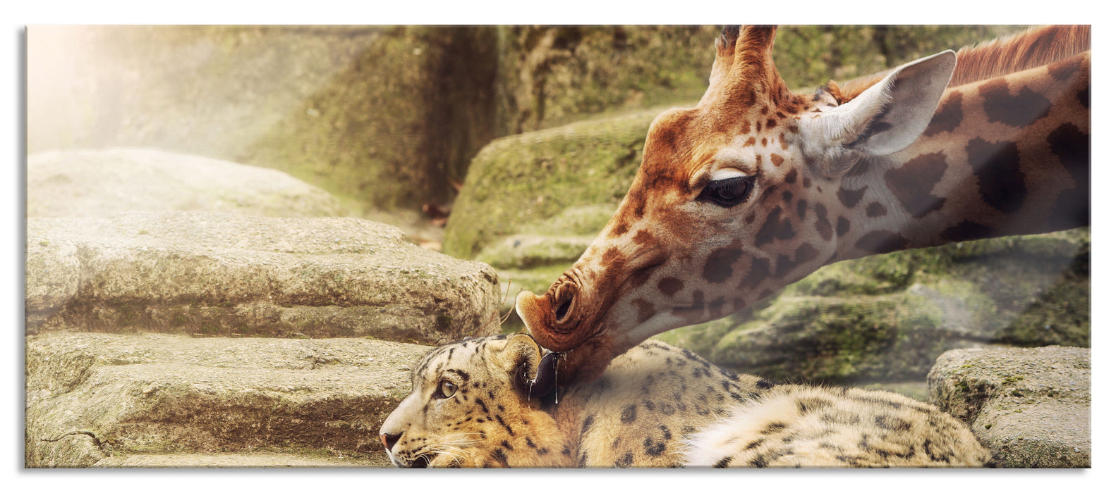 Pixxprint Leopard und Giraffe, Glasbild Panorama