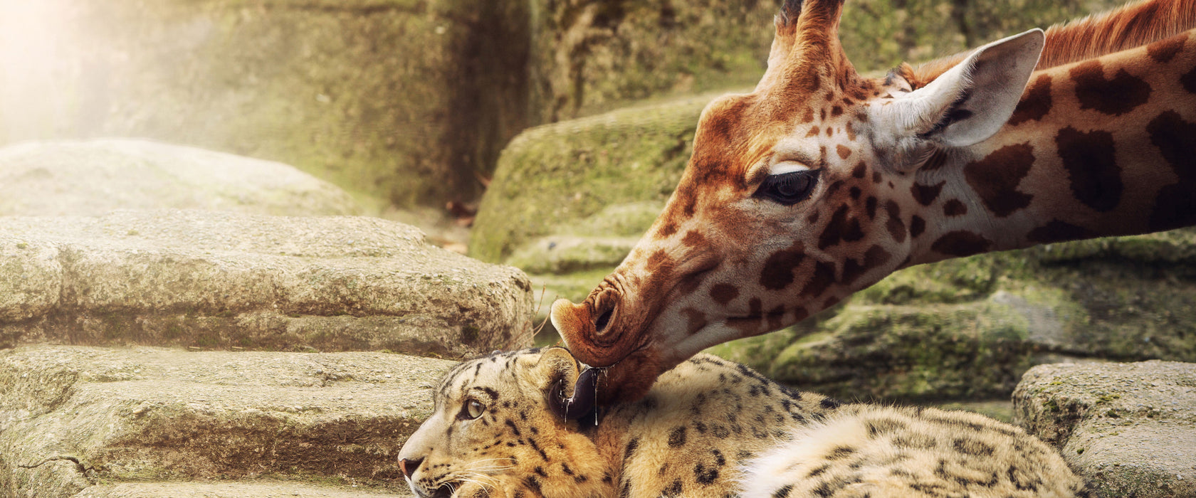 Leopard und Giraffe, Glasbild Panorama