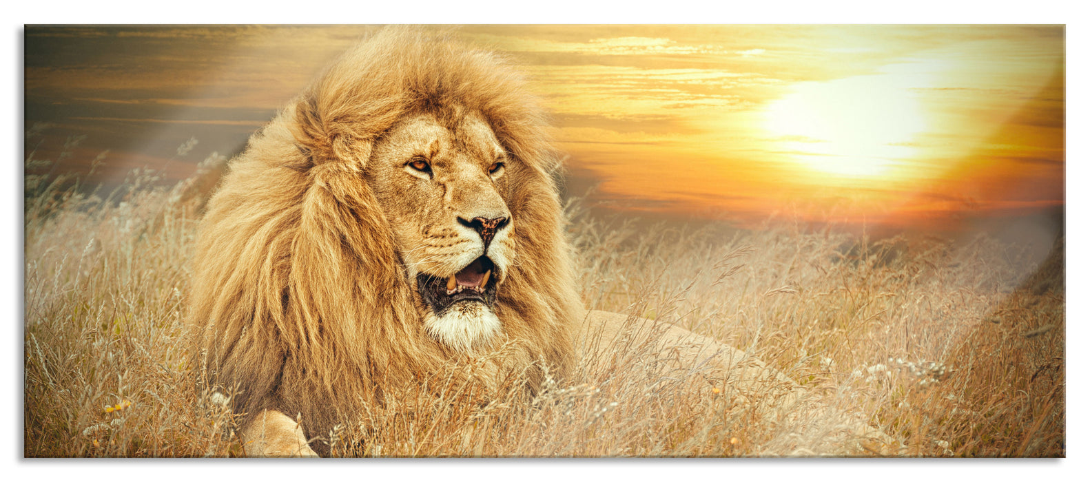 Pixxprint mächtiger Löwe, Glasbild Panorama