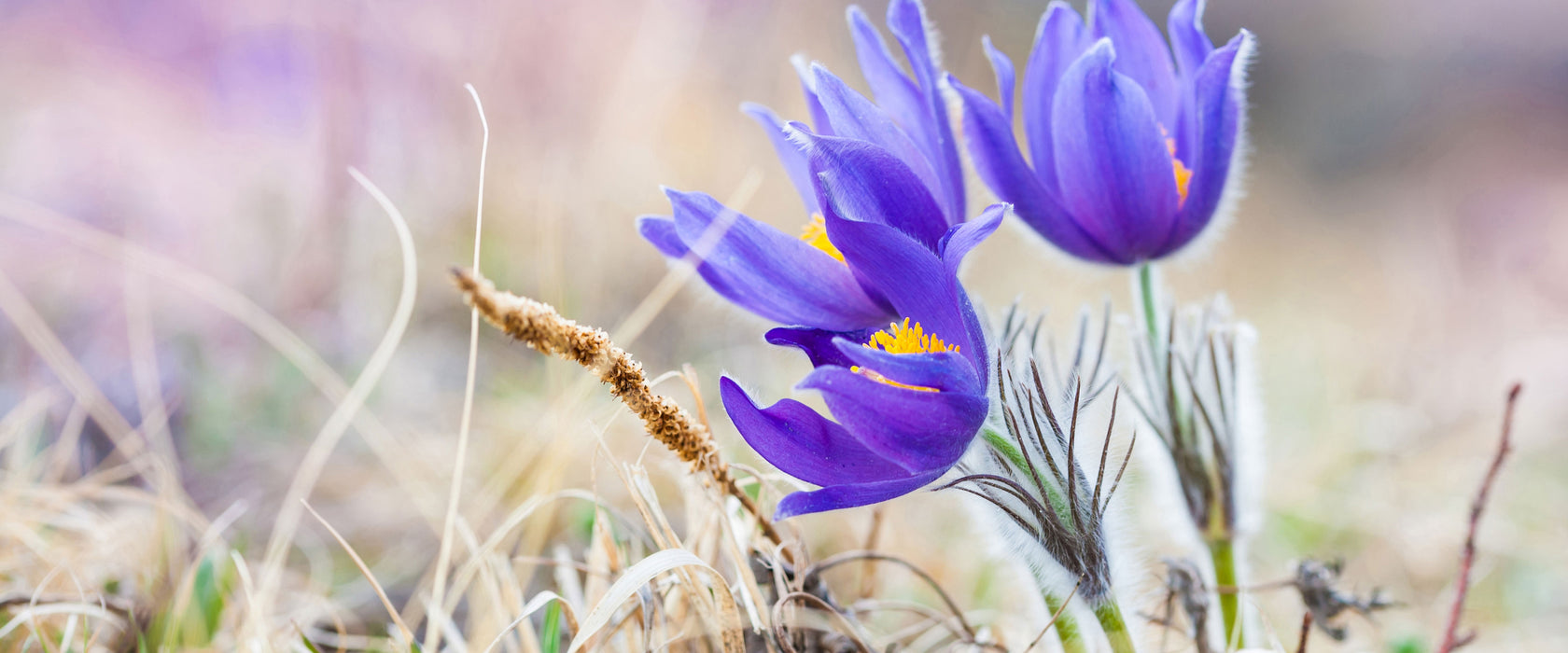 schöne Krokusse, Glasbild Panorama