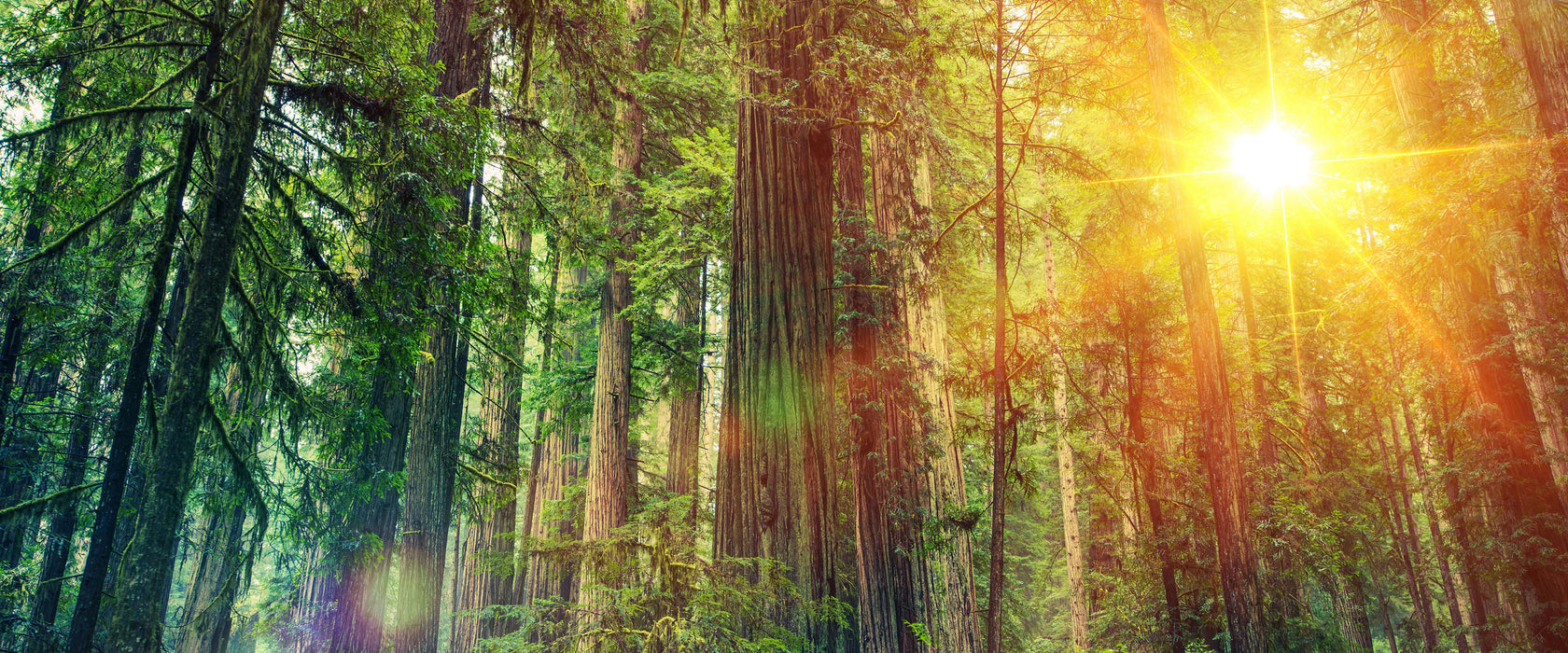 Wald bei Sonnenlicht, Glasbild Panorama