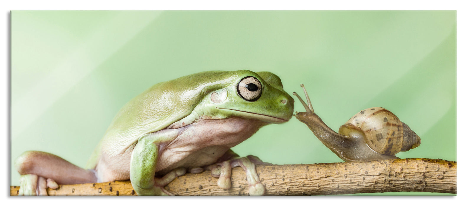 Pixxprint der Frosch und die Schnecke, Glasbild Panorama