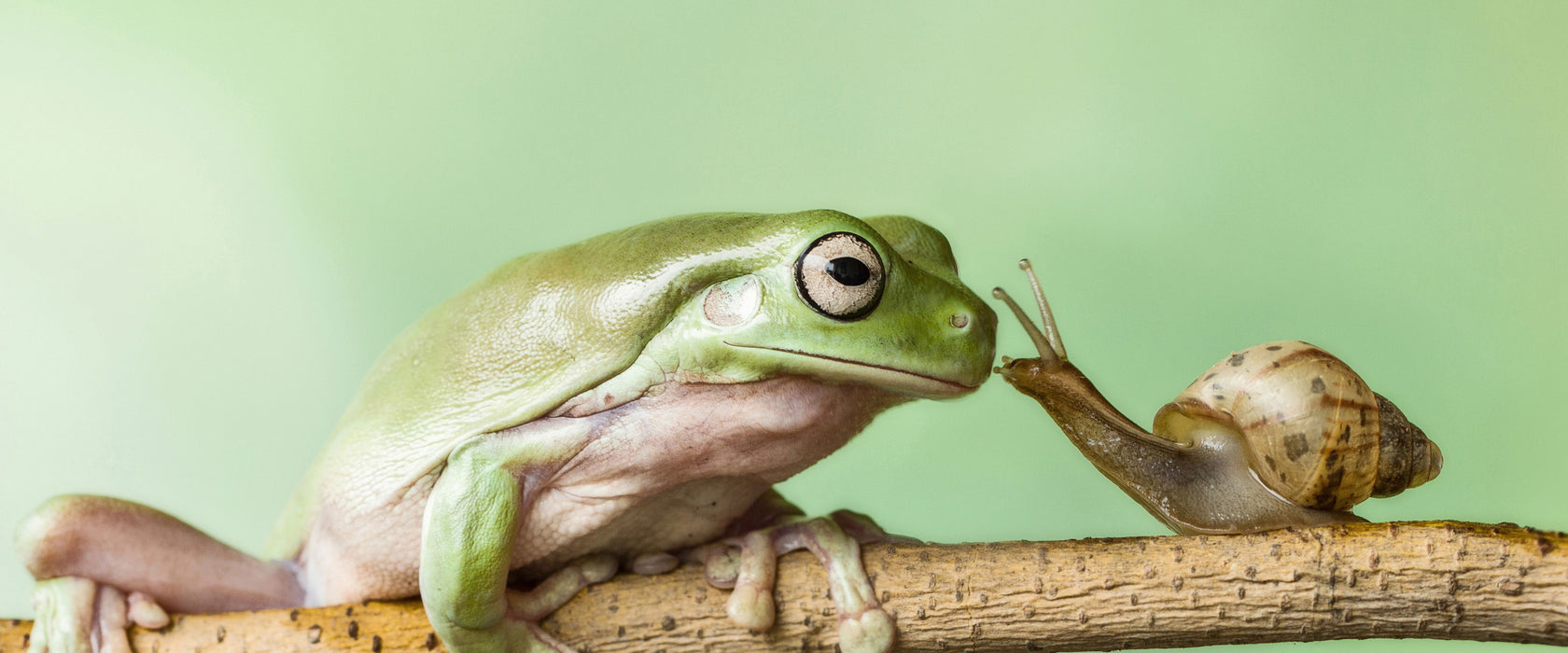 der Frosch und die Schnecke, Glasbild Panorama