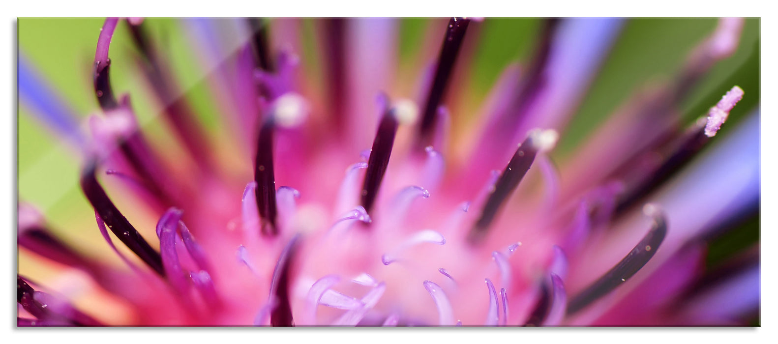 Pixxprint wunderschöne lila Blume im Fokus, Glasbild Panorama