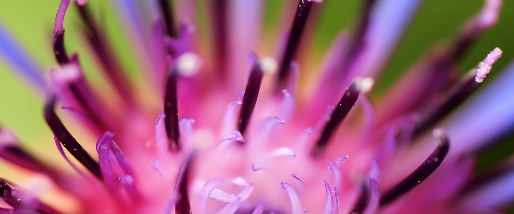 wunderschöne lila Blume im Fokus, Glasbild Panorama