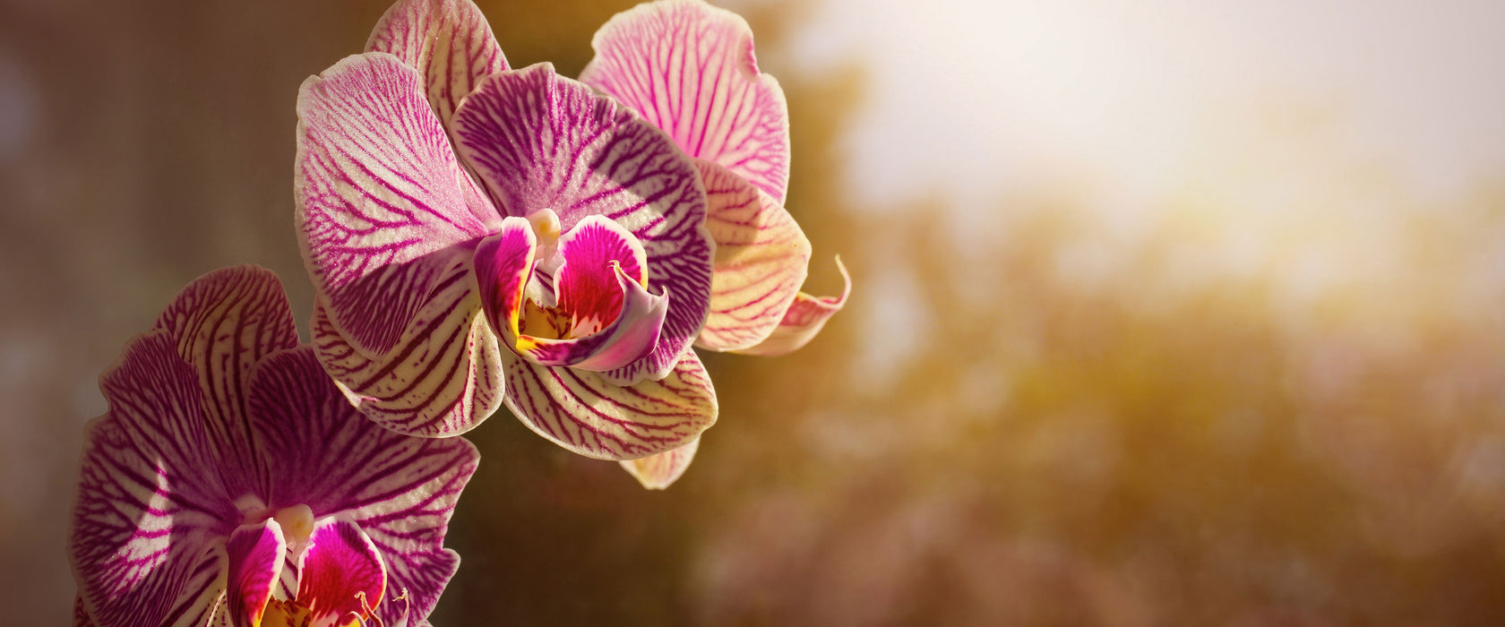 farbenOrchideen in der Nahaufnahme, Glasbild Panorama