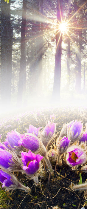 lila Blumen im Wald, Glasbild Panorama