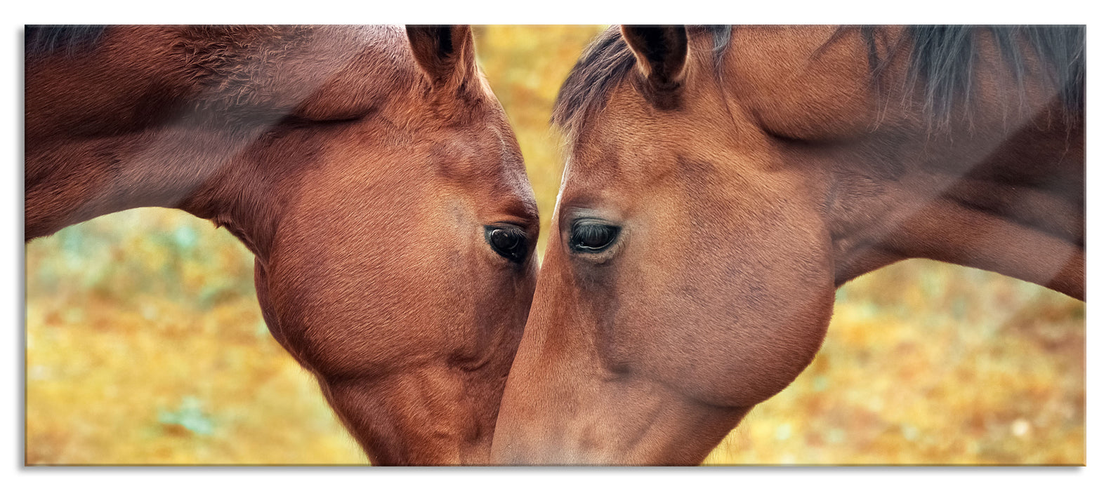 Pixxprint zwei schmusende Pferde, Glasbild Panorama