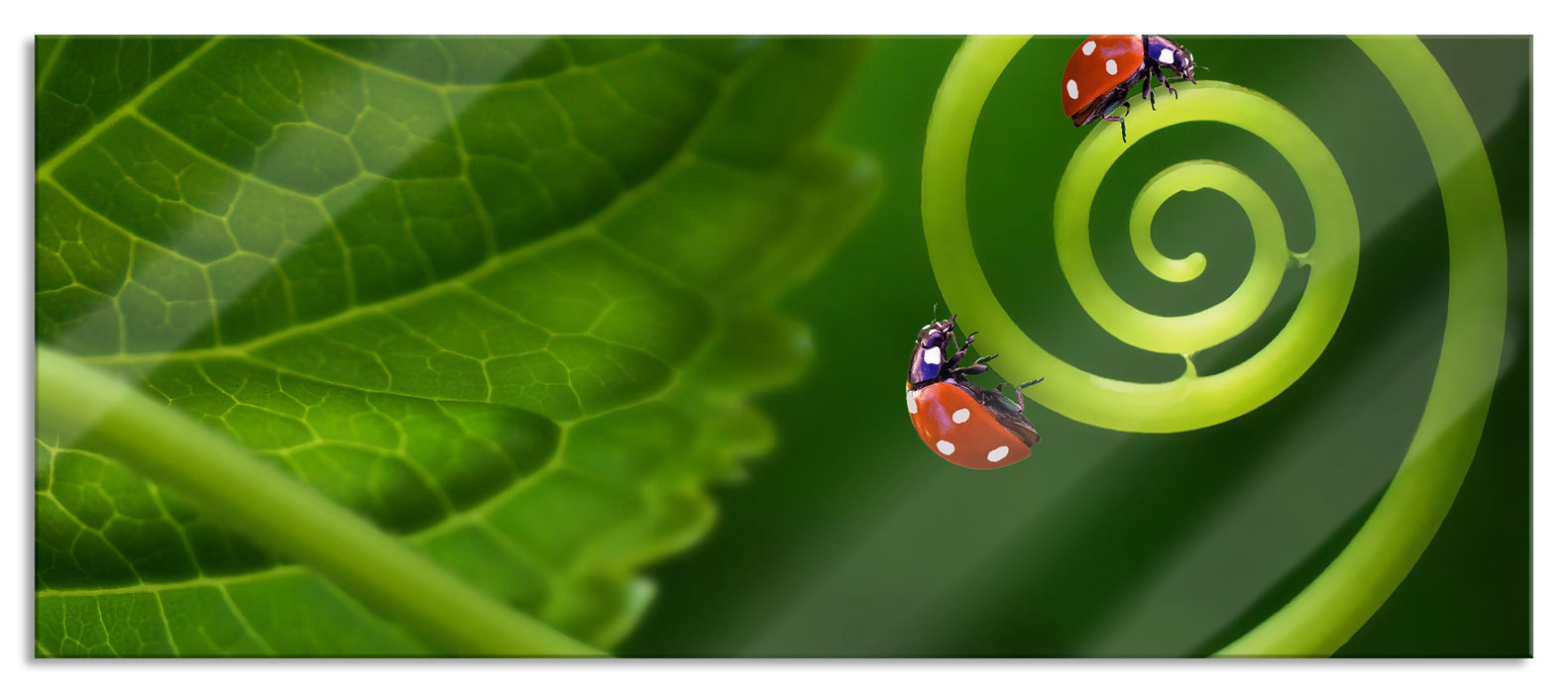 Pixxprint zwei Marienkäfer auf einem Stängel, Glasbild Panorama