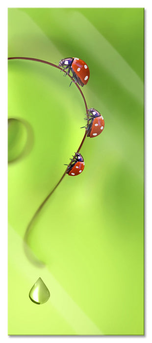 Pixxprint Marienkäfer Fragezeichen, Glasbild Panorama