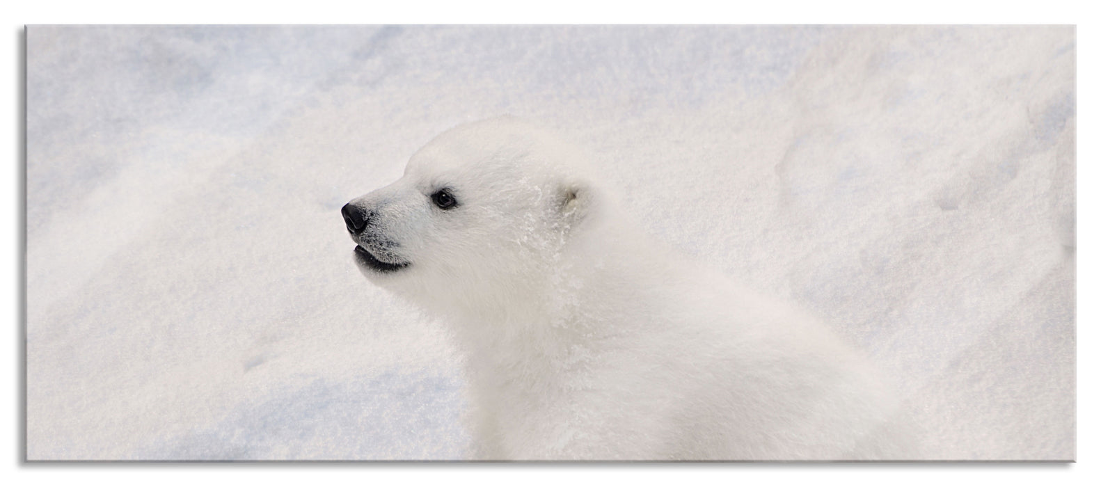 Pixxprint niedliches Eisbär Baby, Glasbild Panorama