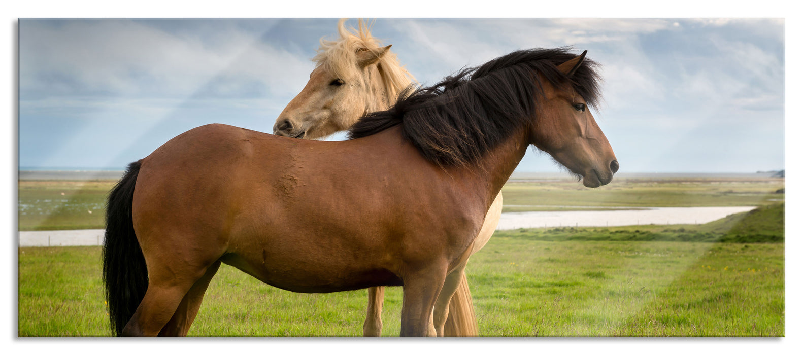 Pixxprint zwei Pferde auf der Wiese, Glasbild Panorama