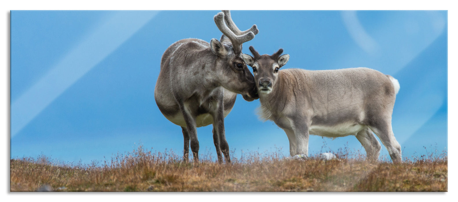 Pixxprint Rentiere die miteinander schmusen, Glasbild Panorama